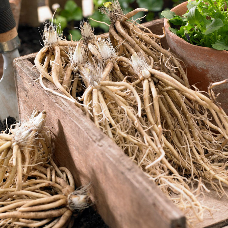 Hosta Small Leaf Blue Mouse Ears