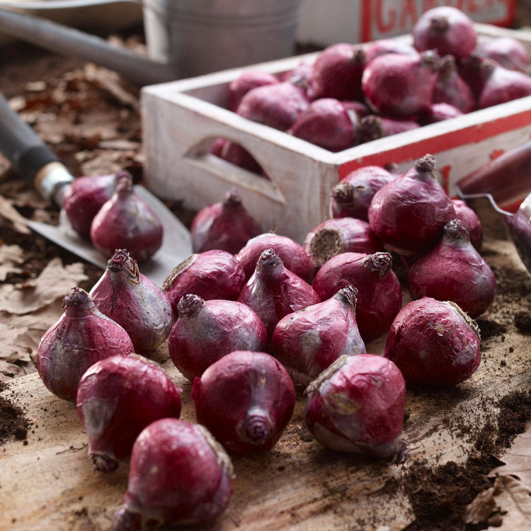 Hyacinth Orientalis Pink Pearl & Woodstock