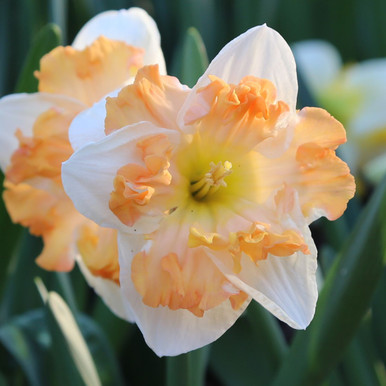 Daffodil Split Corona Cum Laude
