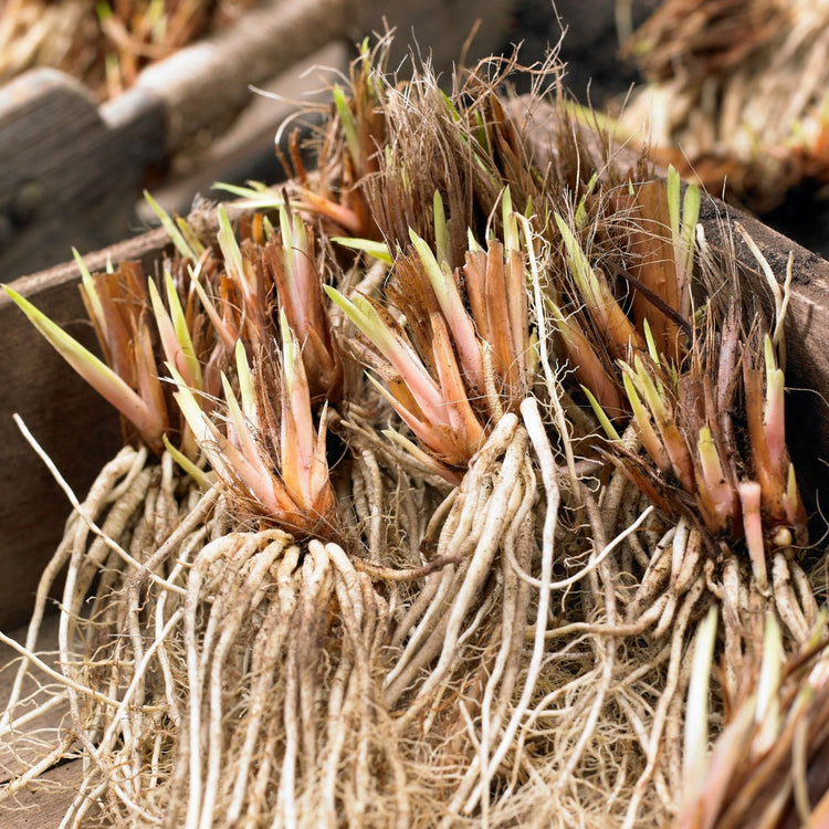 Iris Siberica Shirley Pope