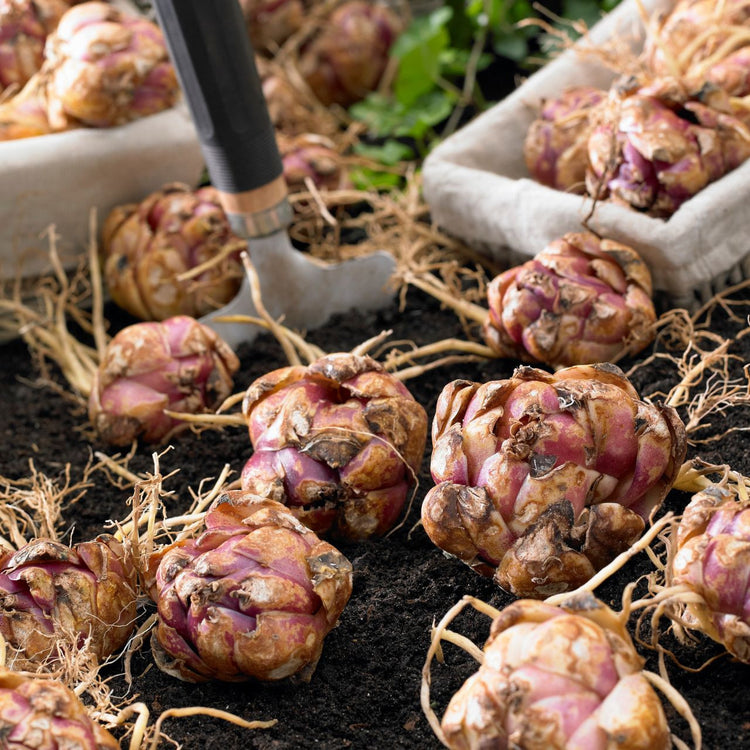 Lily Double Oriental Roselily Samantha (Spring)