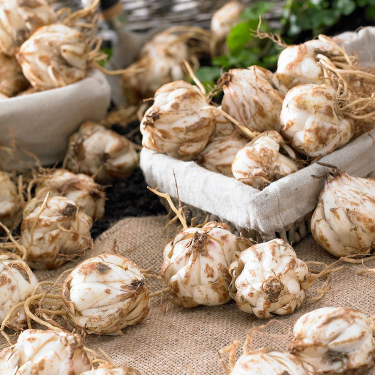 Lily Species Henryi & Lady Alice (Fall)