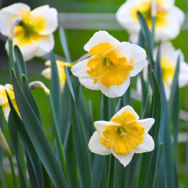 Daffodil Split Corona Love Call