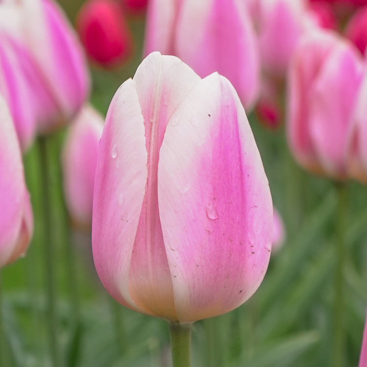 Tulip Darwin Hybrid Apricot Delight