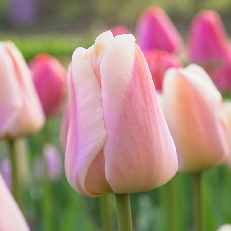 Tulip Darwin Hybrid Apricot Pride