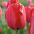 Red Impression Tulips