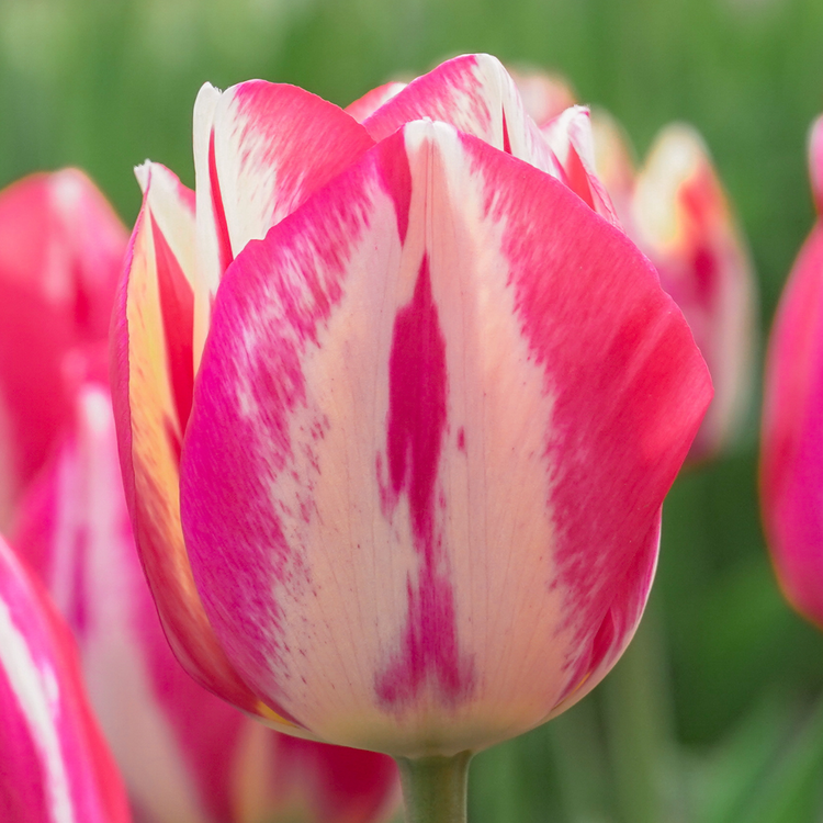 Tulip Triumph Spryng Break