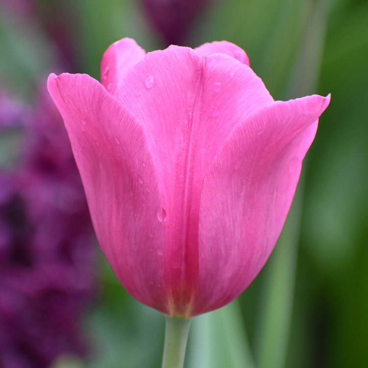 Tulip Triumph Purple Raven