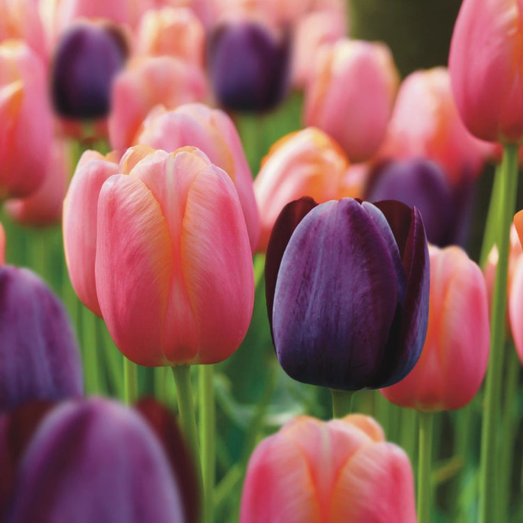 Tulip Single Late Menton & Queen of Night