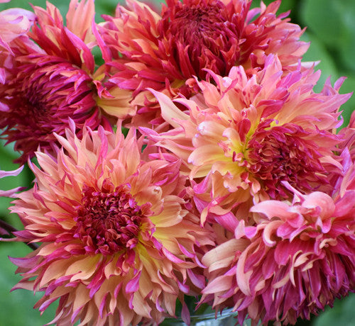 A bouquet of Myrtles Folly dahlias showing the warm peach, gold and raspberry color of the twisting petals.