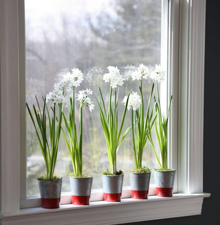 paperwhites-in-window-1000x1024