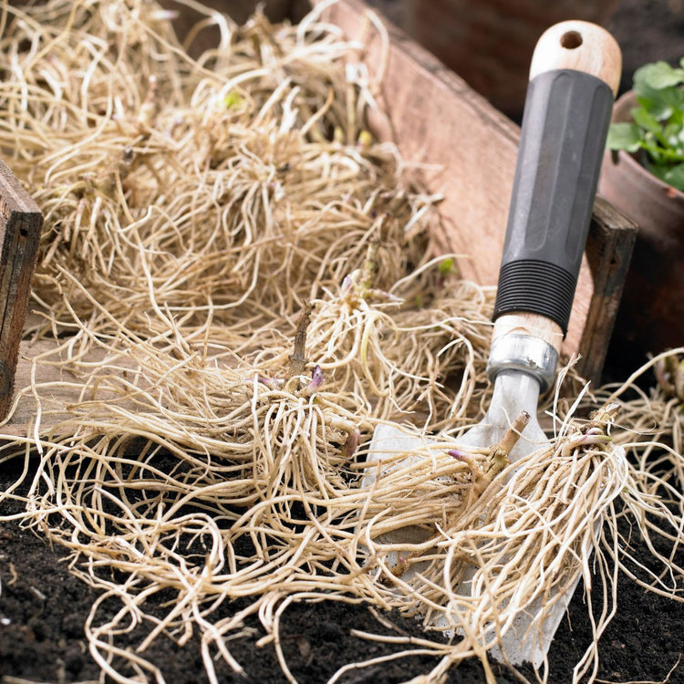 Phlox Paniculata Bright Eyes