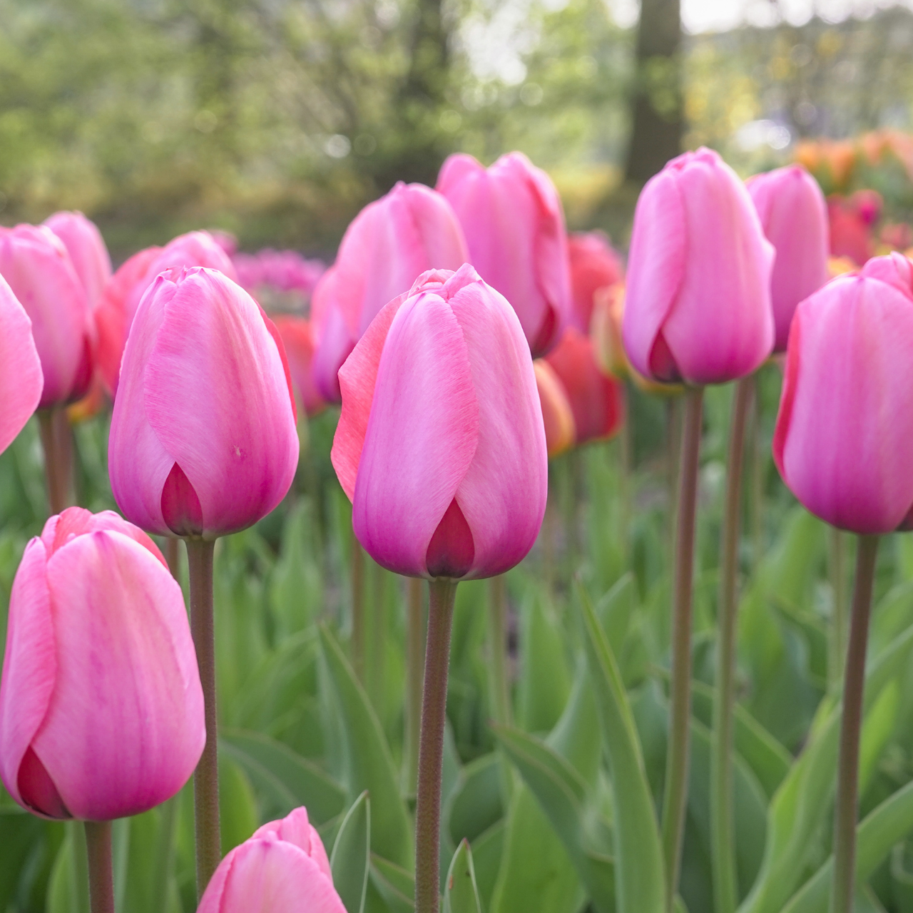 Tulip Darwin Hybrid Pink Impression - 20 bulbs - Longfield Gardens