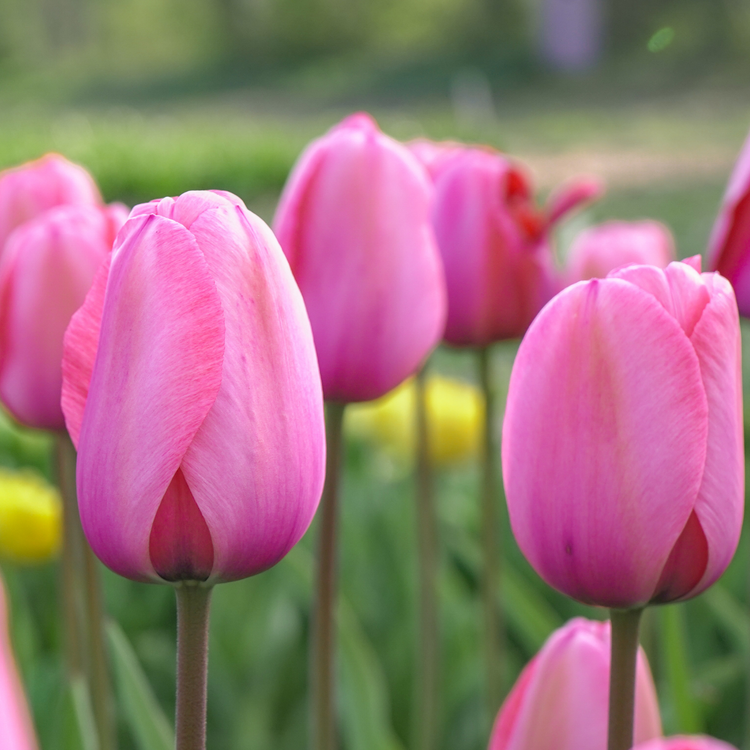 Tulip Darwin Hybrid Pink Impression