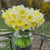 Daffodil Large Cupped Ice Follies