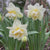 Daffodil Double White Lion