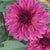 Dahlia Decorative Bacardi