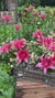 Lily Asiatic Sylt (Spring)