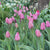 Tulip Darwin Hybrid Design Impression