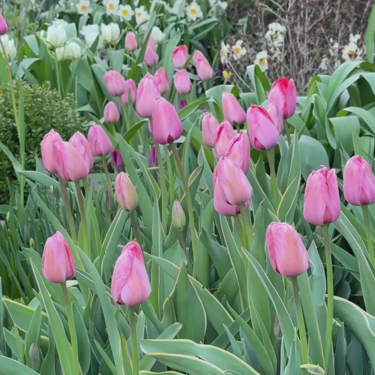 Longfield Gardens