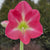 Amaryllis Single Cape Horn