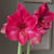 Amaryllis Single Bolero