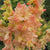 Gladiolus Great Queen Elizabeth