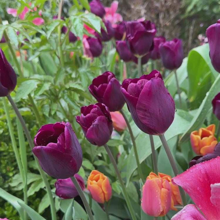 Longfield Gardens