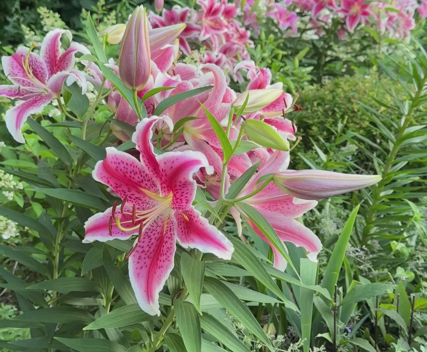 Lily Asiatic Rosella's Dream (Fall) - 5 bulbs - Longfield Gardens