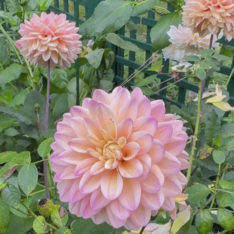 Longfield Gardens
