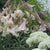 Lily Oriental Trumpet (OT) Eastern Moon (Fall)