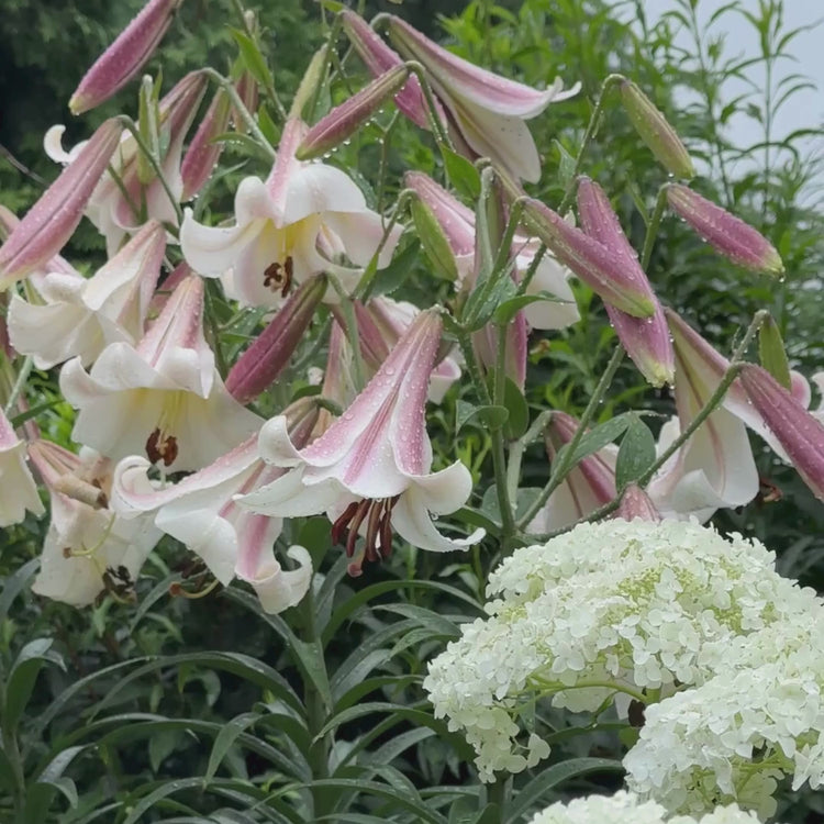 Longfield Gardens