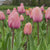 Tulip Darwin Hybrid Pink Impression