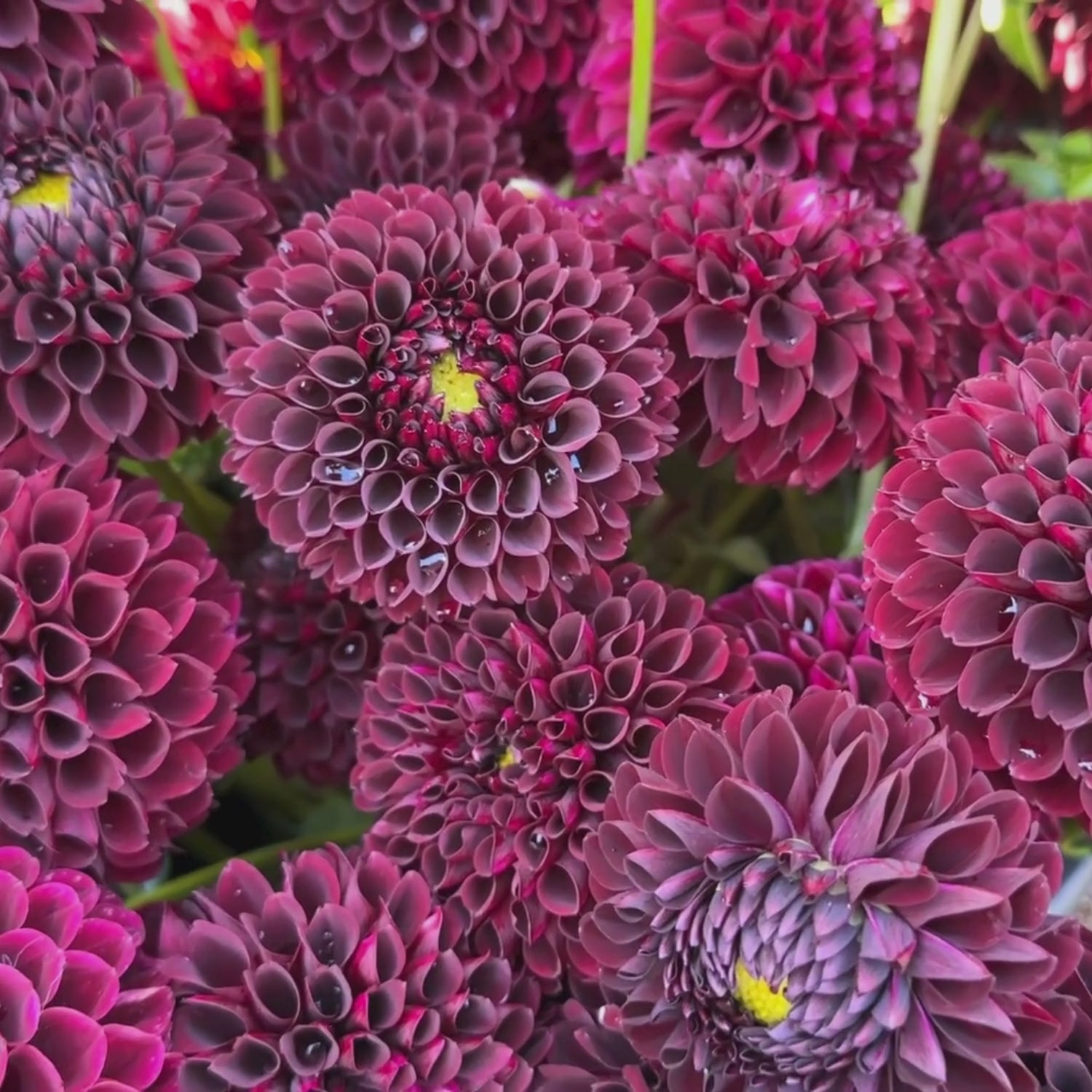 Dahlia Ball Jowey Mirella - 2 tuber clumps - Longfield Gardens