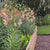 Lily Asiatic Corsage (Fall)