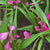 Calla Lily Garnet Glow