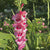 Gladiolus Wine and Roses