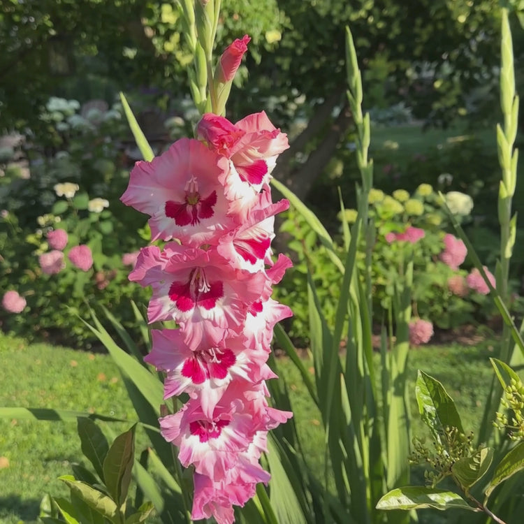 Longfield Gardens