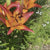Lily Longiflorum Asiatic (LA)  Royal Sunset (Spring)