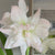 Amaryllis Double Arctic Nymph