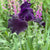 Bearded Iris Ozark Rebounder