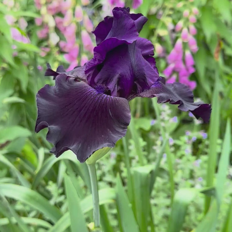 Longfield Gardens
