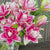 Lily Double Oriental Roselily Samantha (Spring)