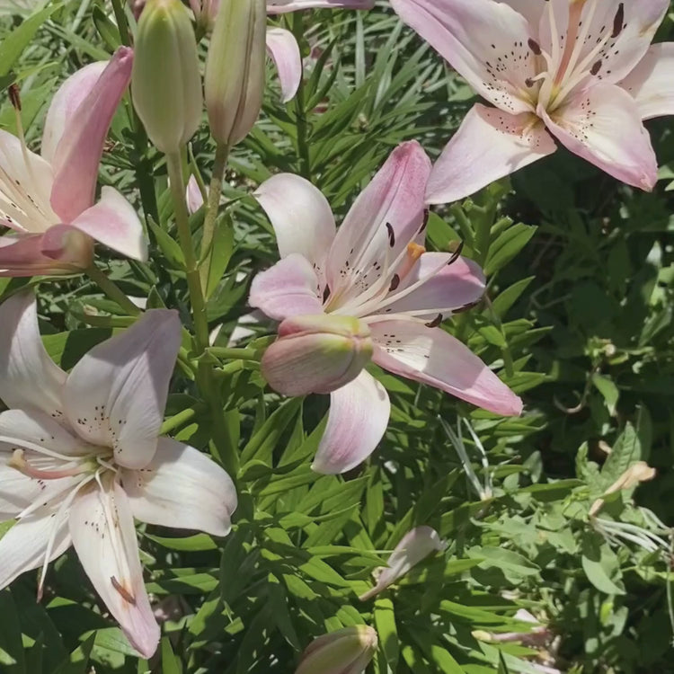 Longfield Gardens