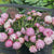 Peony Lactiflora Sarah Bernhardt (Fall)