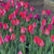 Tulip Darwin Hybrid Red Van Eijk