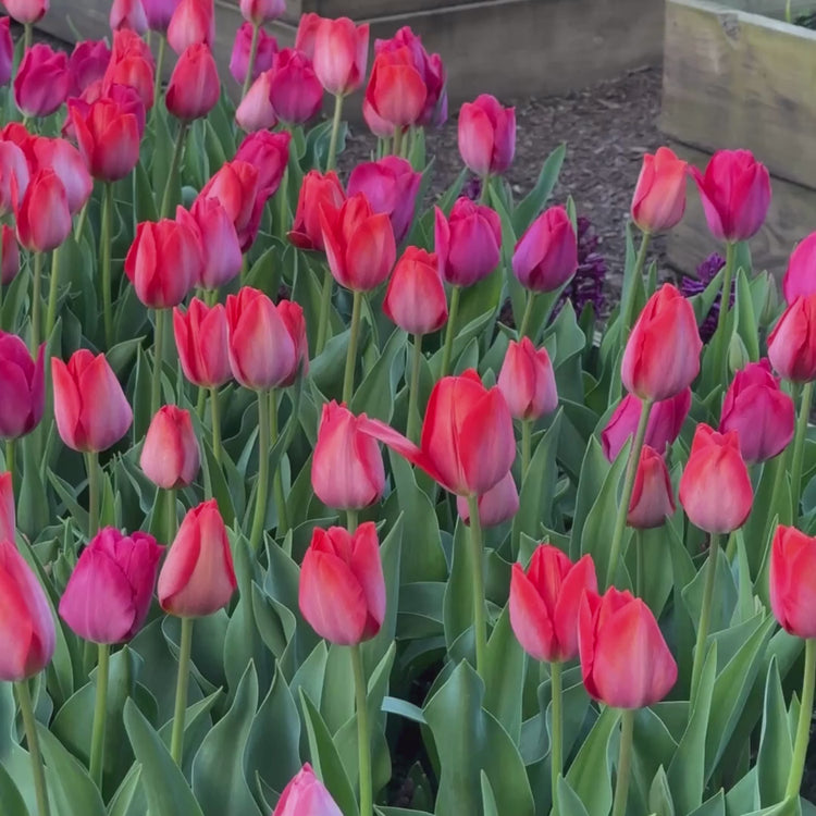 Longfield Gardens
