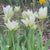 Tulip Fosteriana Exotic Emperor