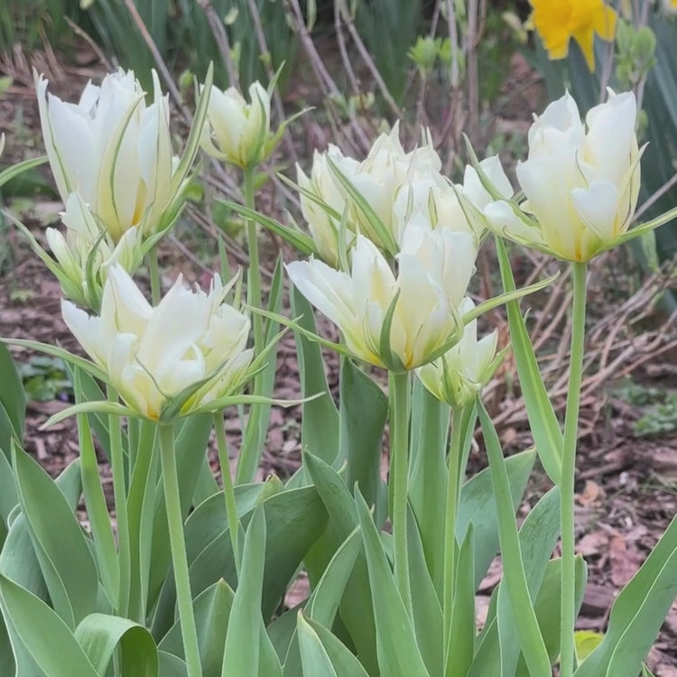 Longfield Gardens