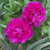 Peony Lactiflora Karl Rosenfield (Spring)